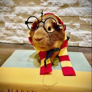 Harry Potter Pig!