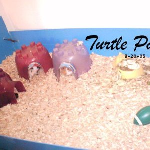 turtle pack