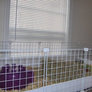 Other View of Condi's Cage