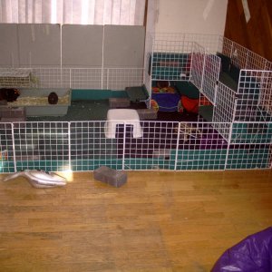 The boys' new cage