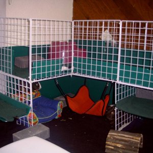 right side of cage