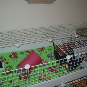 My First Cavy Cage
