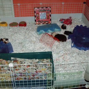 My Pigs Cage
