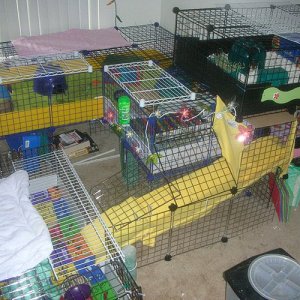 Current Cage