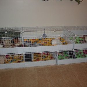 My Newest Cage