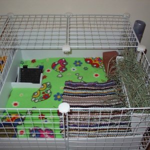 My Newest Cage