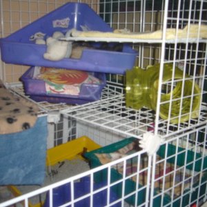 Sugar and Scamp's C+C Cage