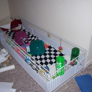 Czarina's cage for Percy and Peaches