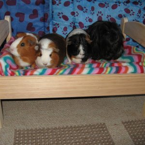 Piggy bed!