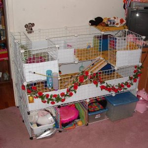 Queen and Lola's Cage