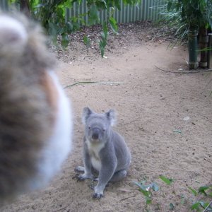 Meeting Mr Koala