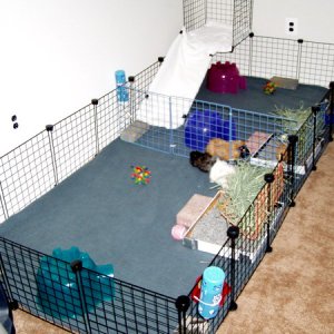 7x3 Cage with small loft and divider