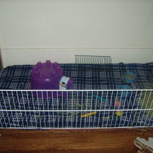 my new guinea pig oreo's new cage