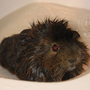 Zingo's first bath