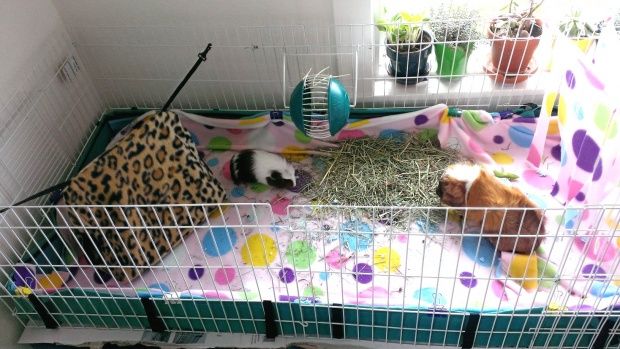 https://www.guineapigcages.com/forum/attachment.php?attachmentid=49685&amp;d=1369157960&amp;thumb=1