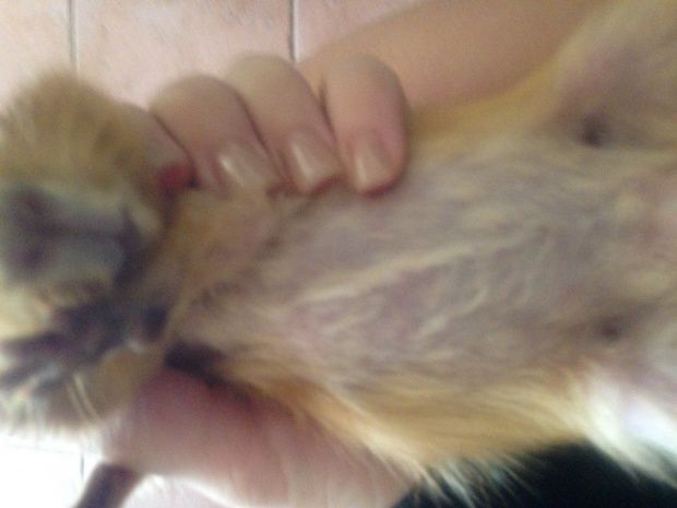 What does it mean if a guinea pig is losing hair?
