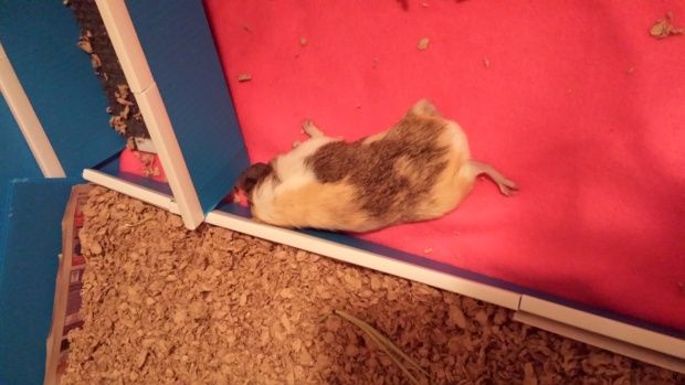 What does it mean if a guinea pig is losing hair?