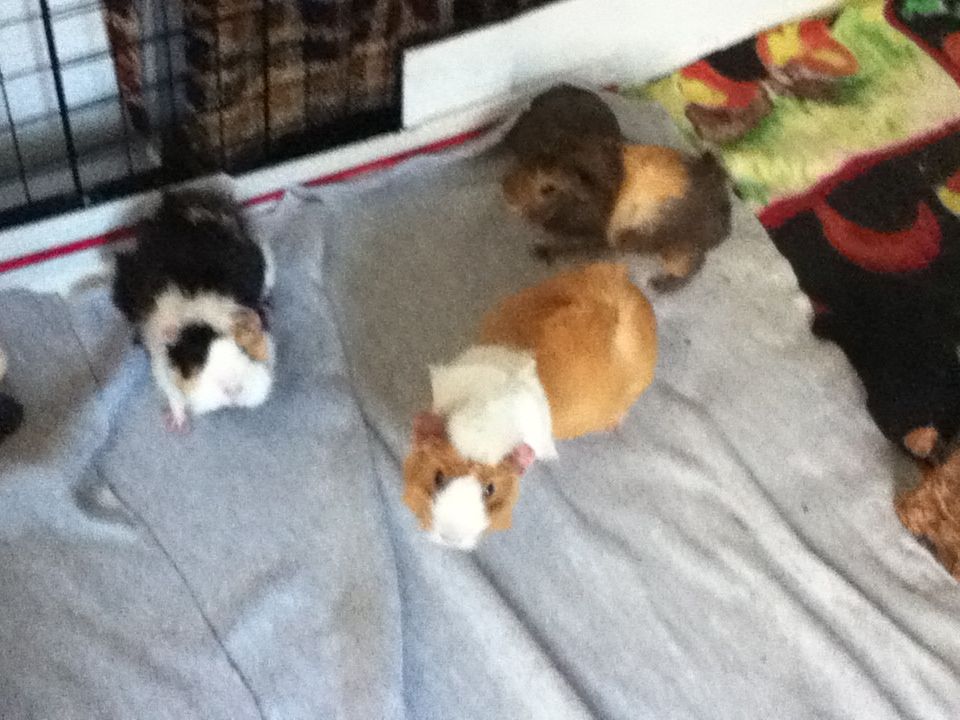 All three piggies