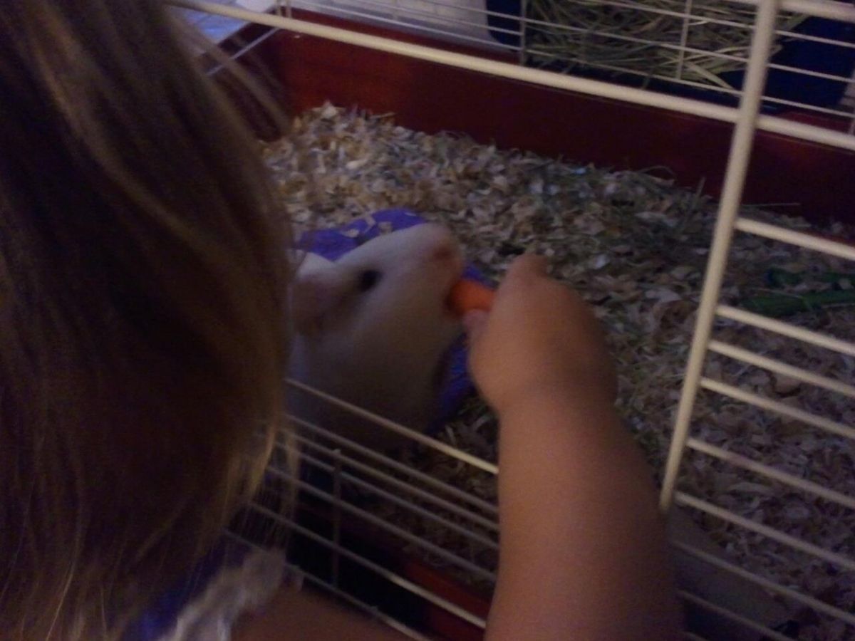 Ashlynn feeding Bunny a treat!