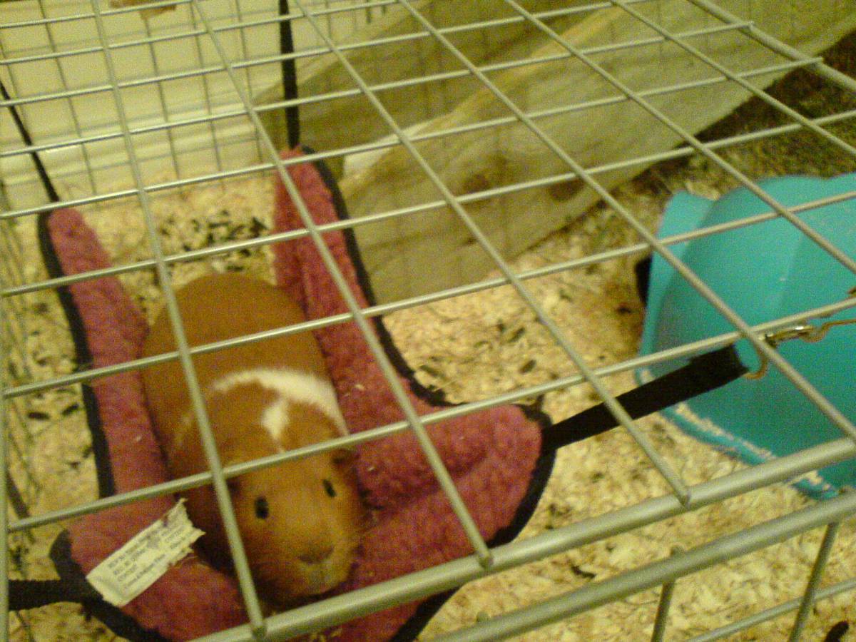 Basil on his hammock!