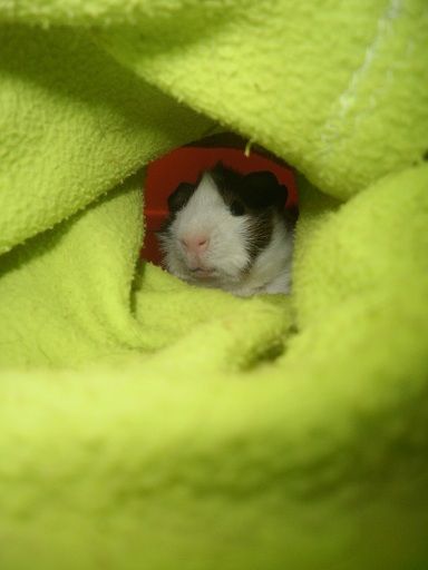 Harry loves his tunnel and house!