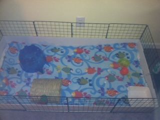 My boy's cage