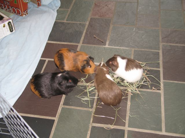 My four girls enjoying some hay