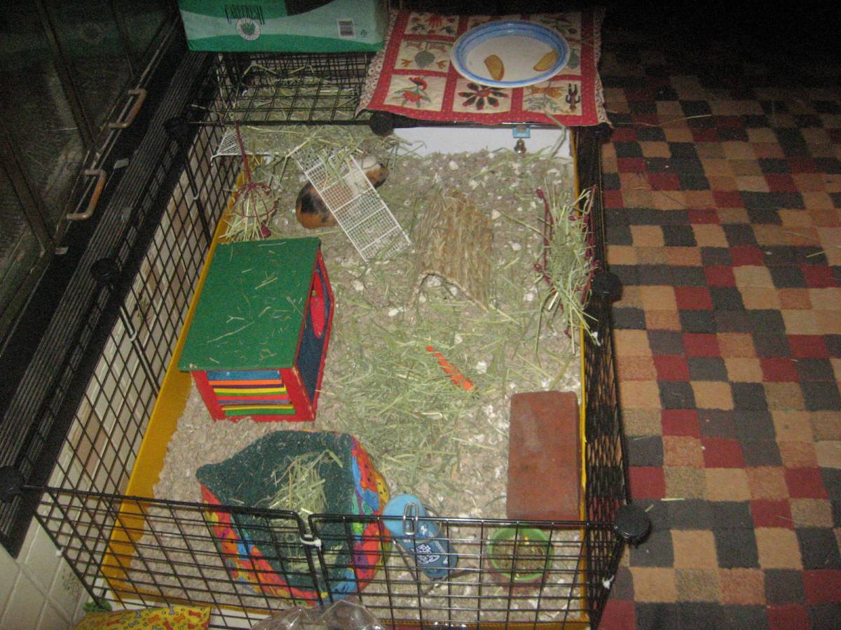 new cage for my mom's pig