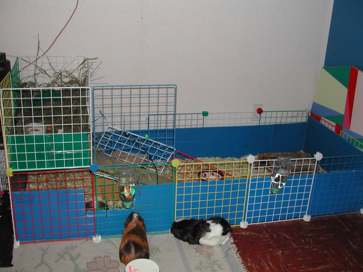 Patches & Puzzle's Cage #2
