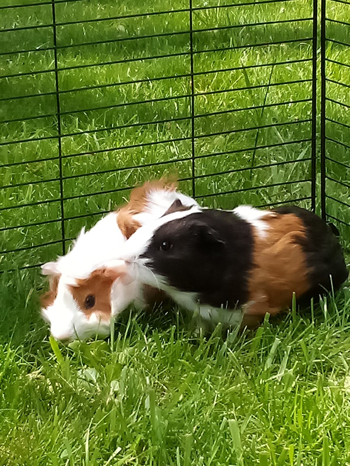 Pepper (left), and Dahlia. My new 2 month old piggies