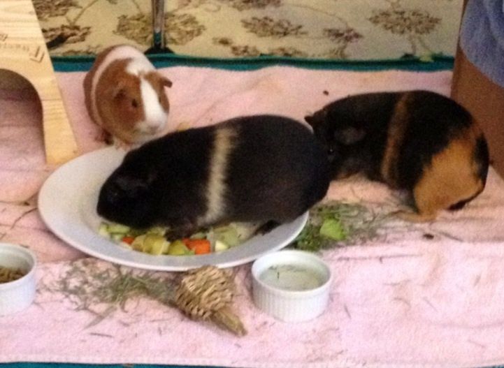 Piggies eating salad:)
