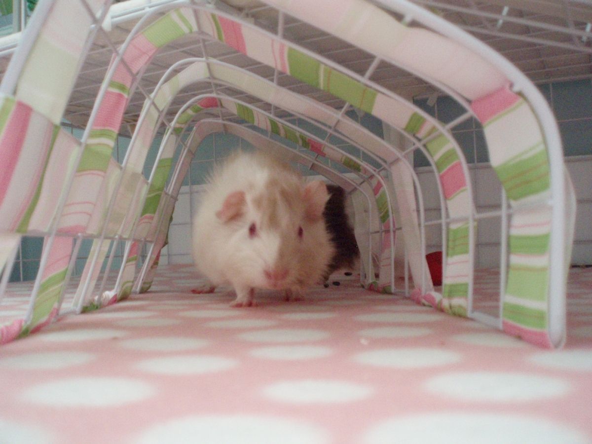 Ploof in tunnel cam!