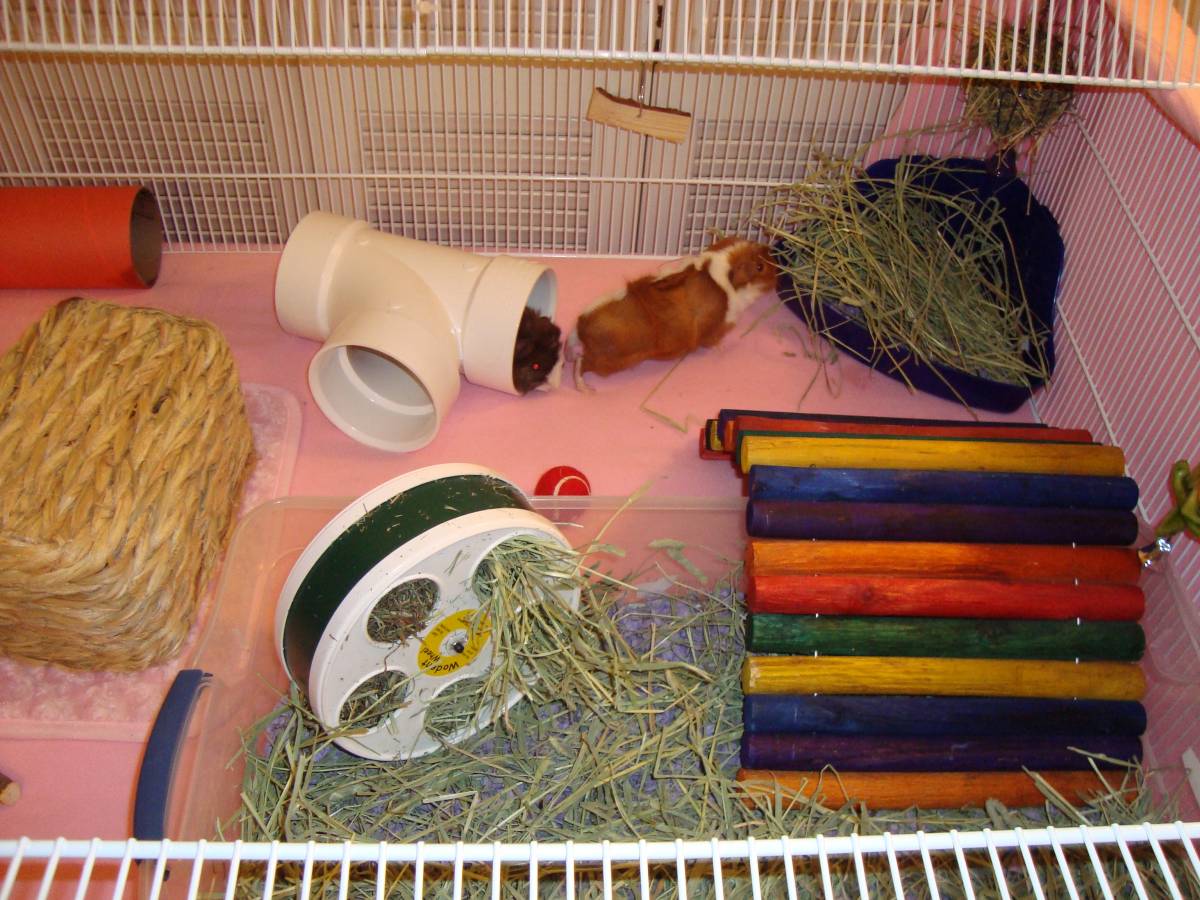 Right side of new cage