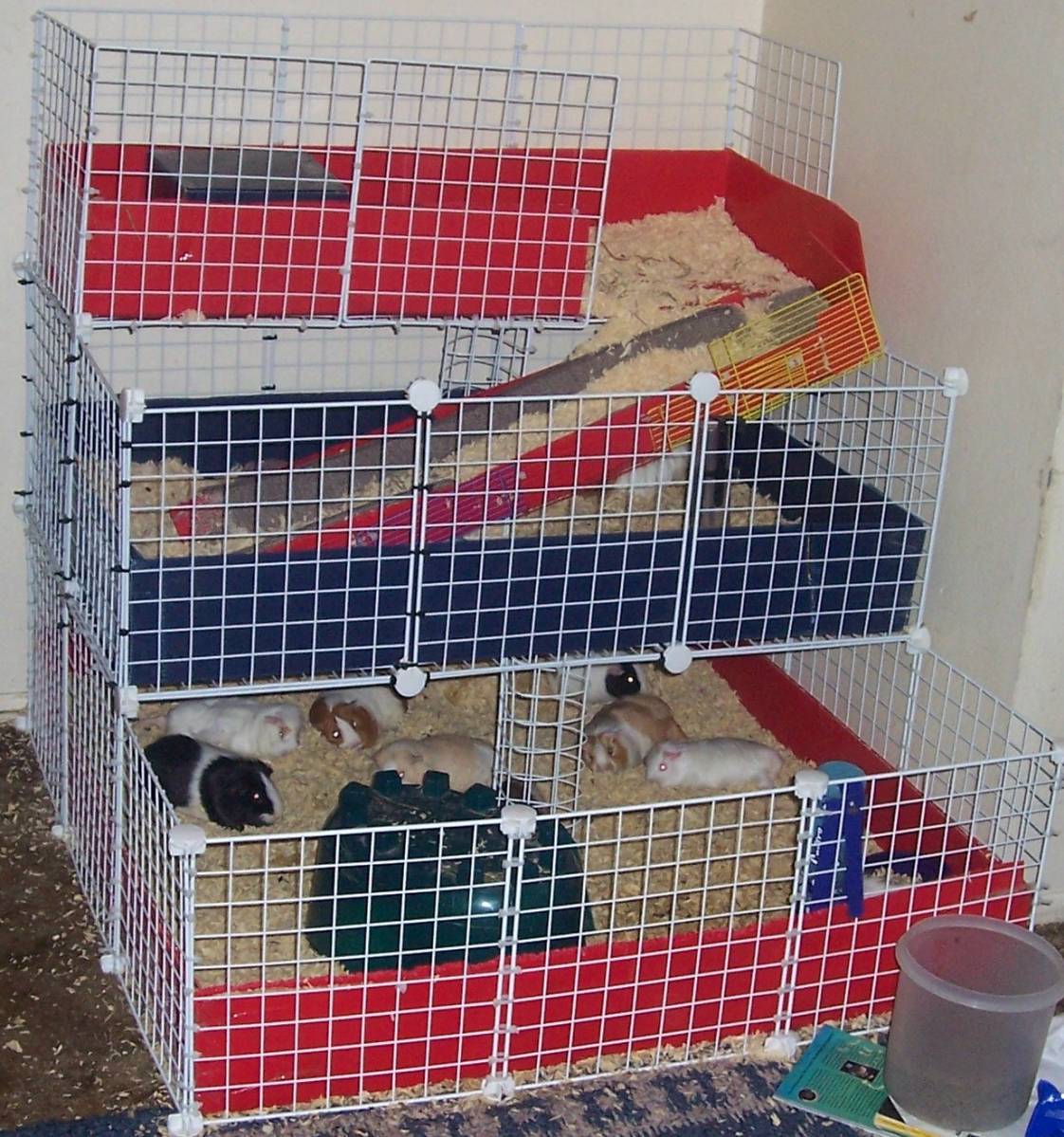 the girls three level cage