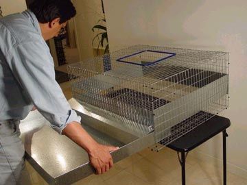 guinea pig custom cages