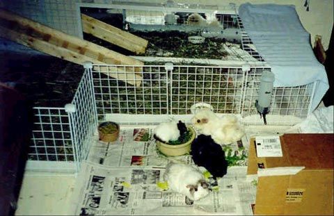 the range guinea pig cage