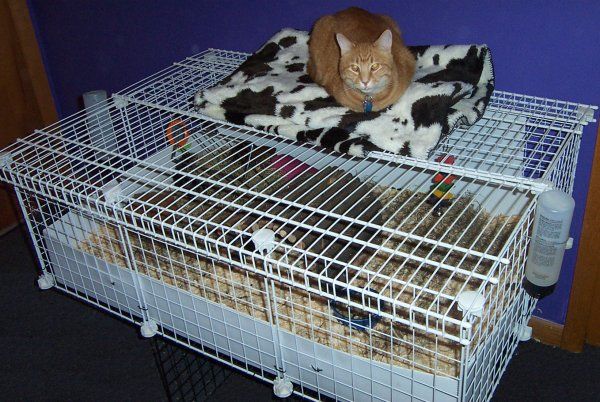 dog proof guinea pig cage