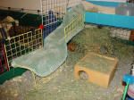 Easy C&C ramp for guinea pig cages