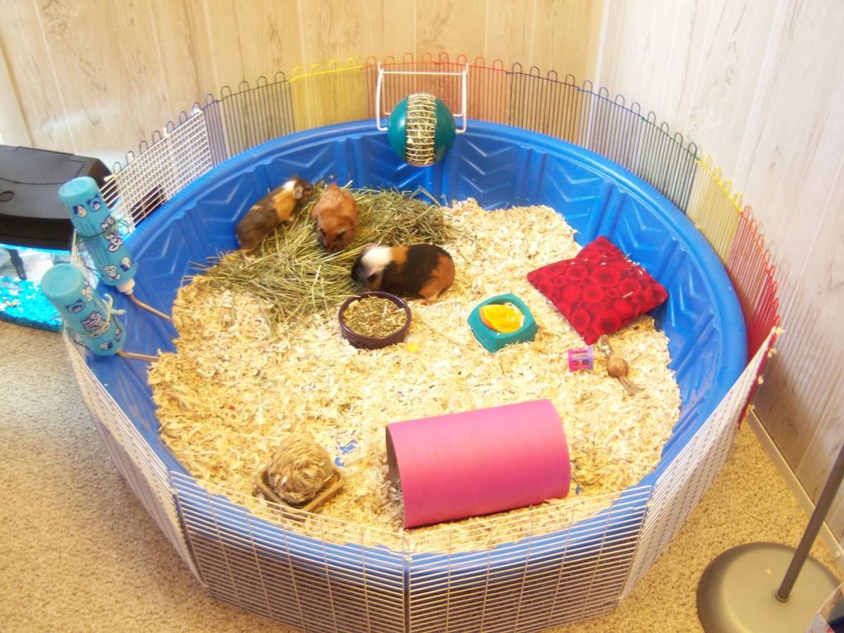 homemade guinea pig house