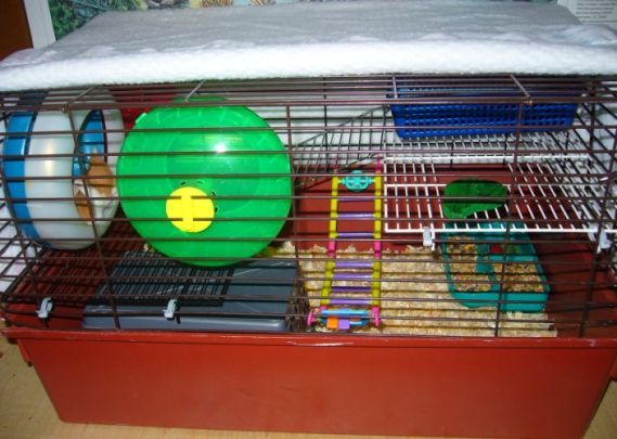 old guinea pig cage for hamster?